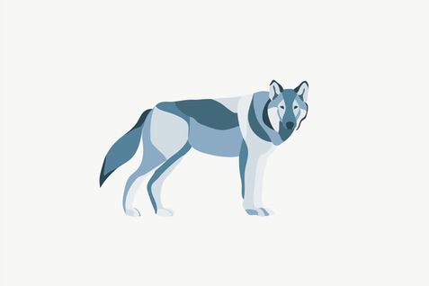 Gray Wolf