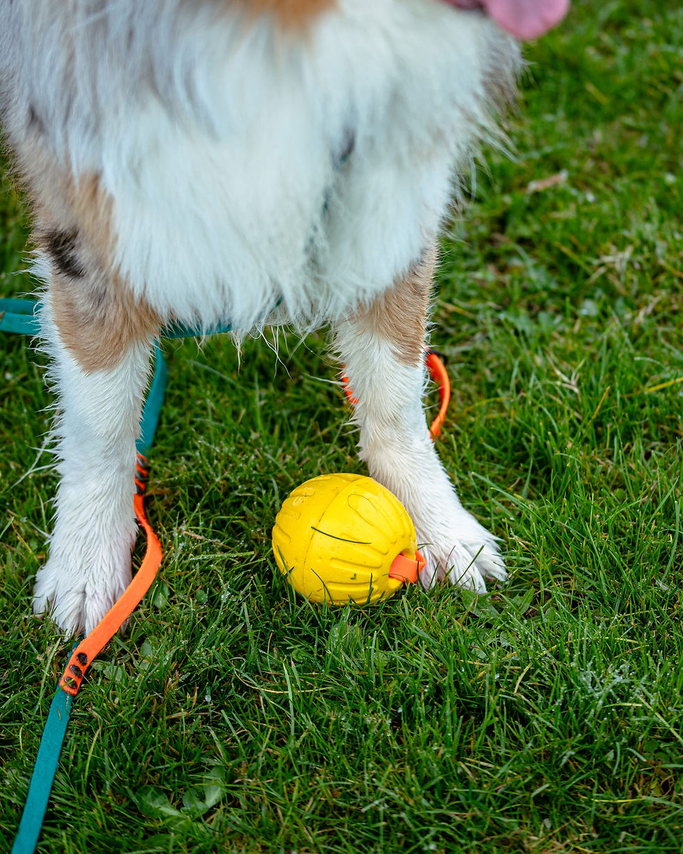 Thumbnail: Floaty BioThane Ball Tug