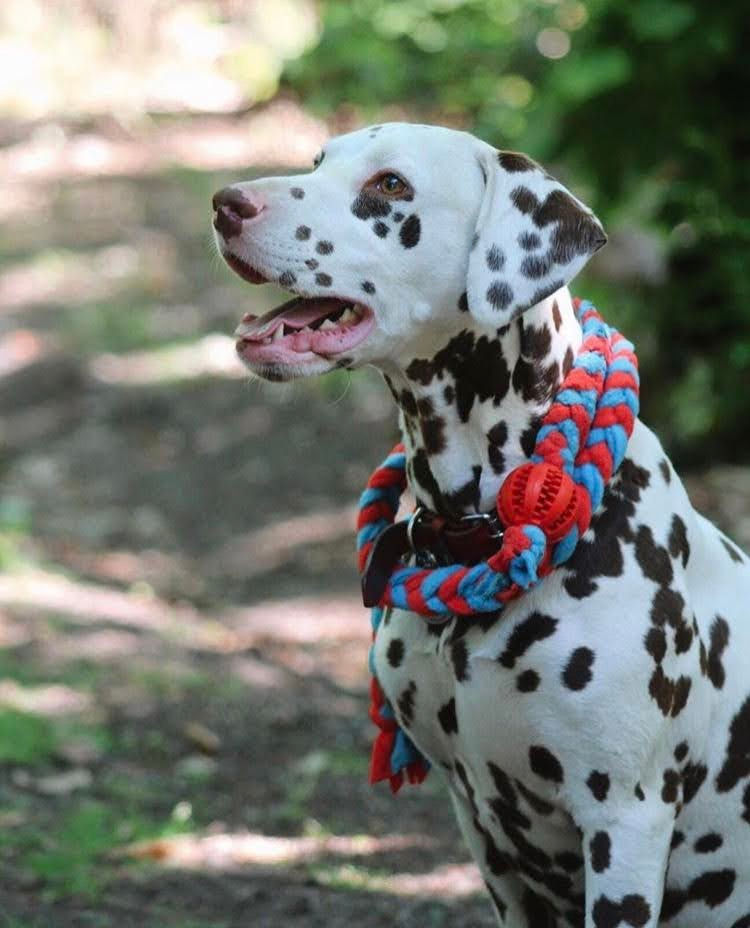 Thumbnail: Flyball Tug