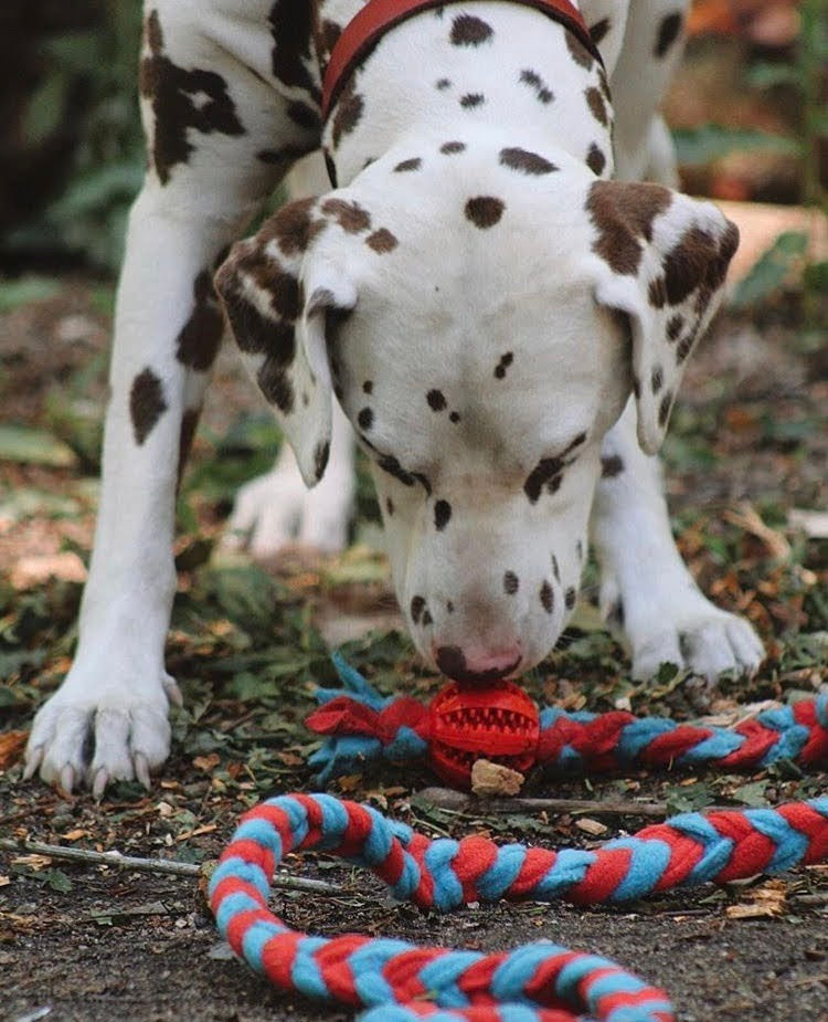 Thumbnail: Flyball Tug