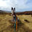 Thumbnail: Two-Tone BioThane Training Lead