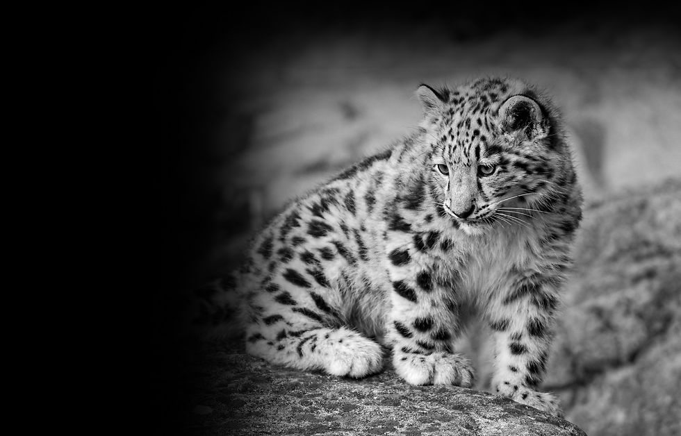 Snow Leopard Cub