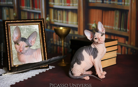 Кот Донской сфинкс