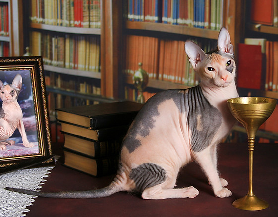 Голый кот, донской сфинкс питомник Волгоград купить, кошка порода сфинкс, кошка донской сфинкс цена, кошка порода сфинкс цена,