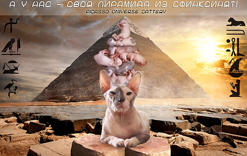 Питомник Донских сфинксов