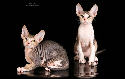 Котята Донского сфинкса браш