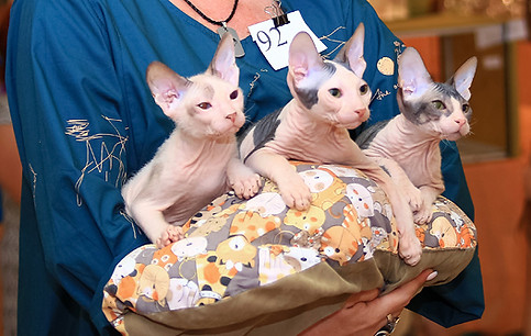 Кот Донской сфинкс