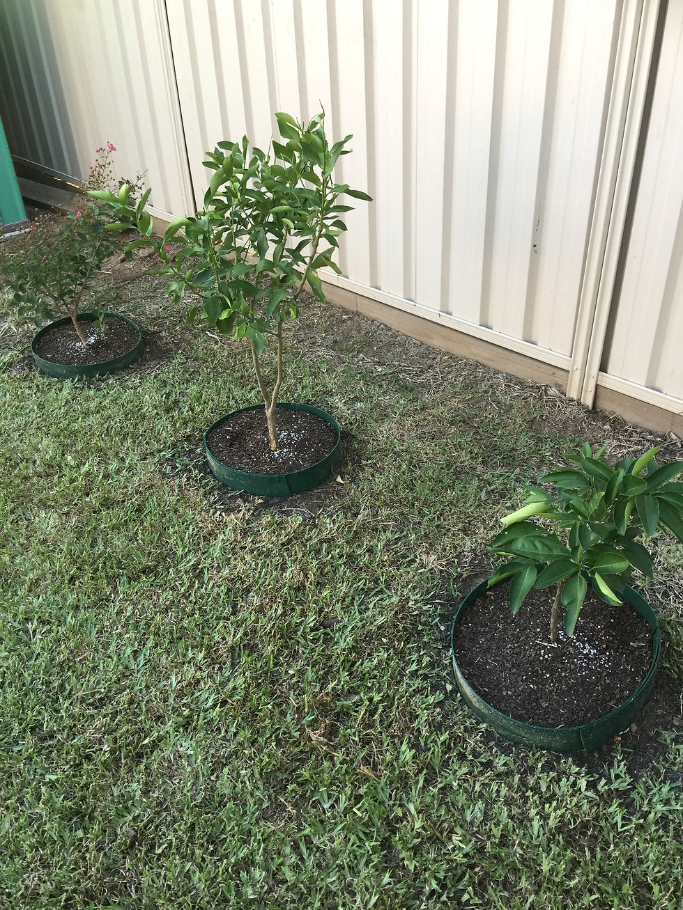 Fruit Trees
