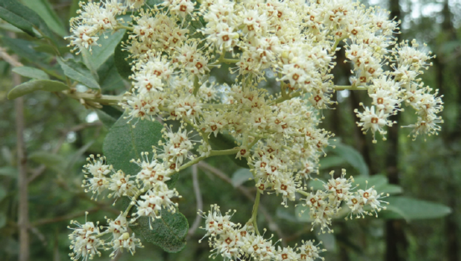 Buddleja saligna