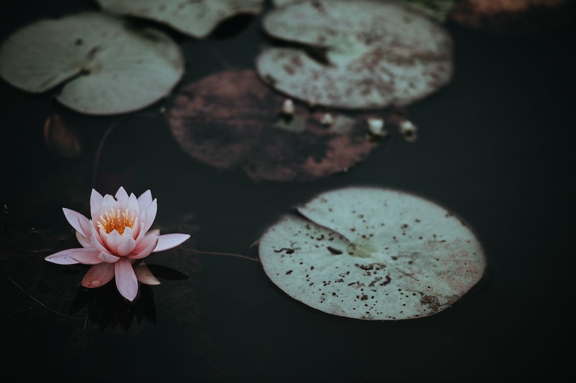 annie-spratt-hEDwwsfES2w-unsplash.jpeg