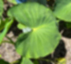 Piko Kea Kalo credit: ʻAuliʻi Nathaniel