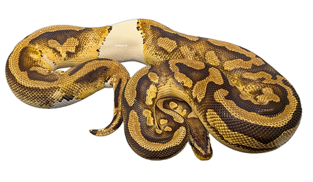 18.01_blanco.png