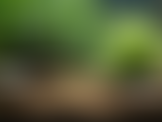 Erfahre mehr über die Haltung von Königspythons