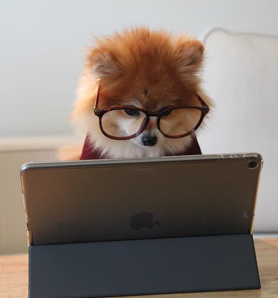 cutee doggyy.jpg