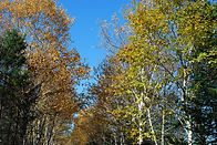 DSC_0131.JPG