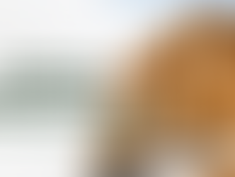 Panorama do wood frame no brasil