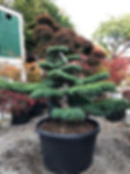 Pinus pentaphylla 120cm
