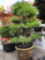 Pinus densiflora H 110cm