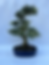 Buxus harlandii