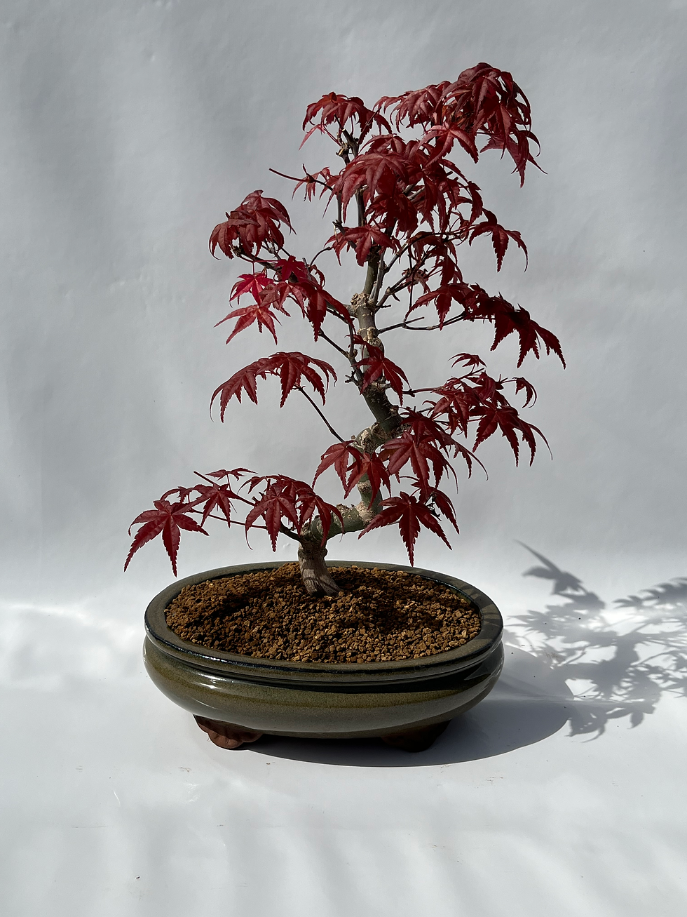 Acer palmatum deshojo