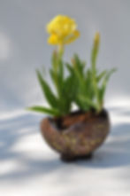 Iris lutescens
