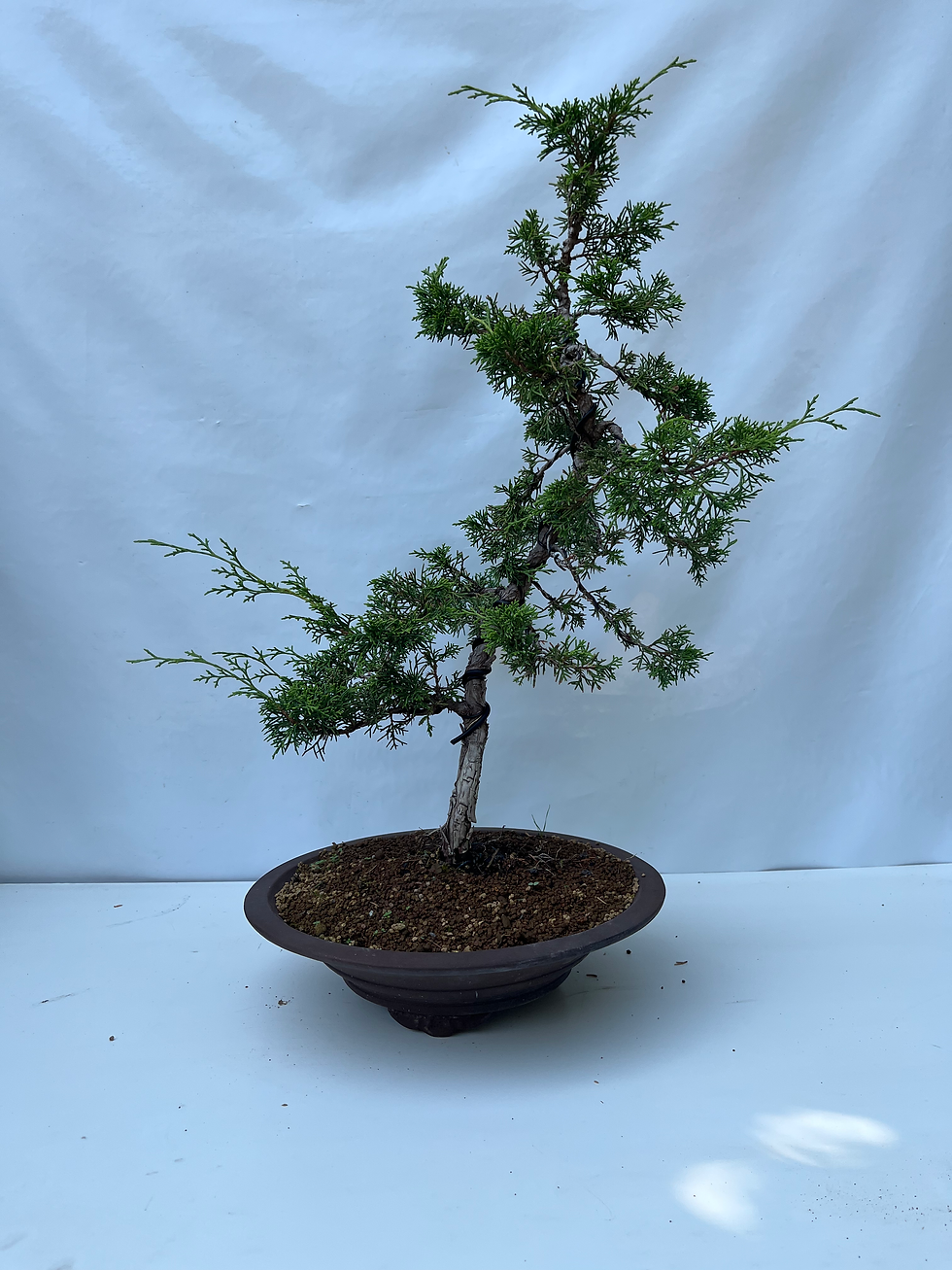 Juniperus chinensis