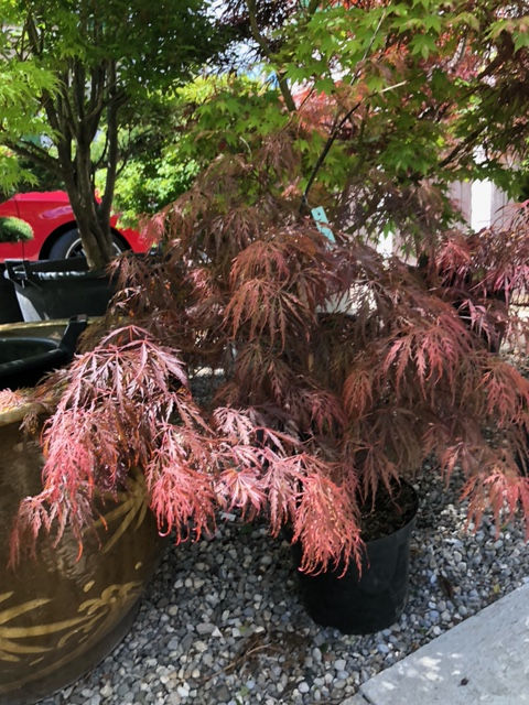 Acer Garnet