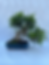 Ficus retusa