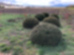 taxus boule