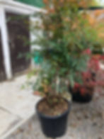 Nandina