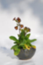 Primula golde lace