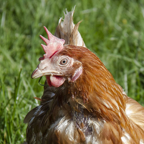 Poule avec crête pâle et signes d’anémie