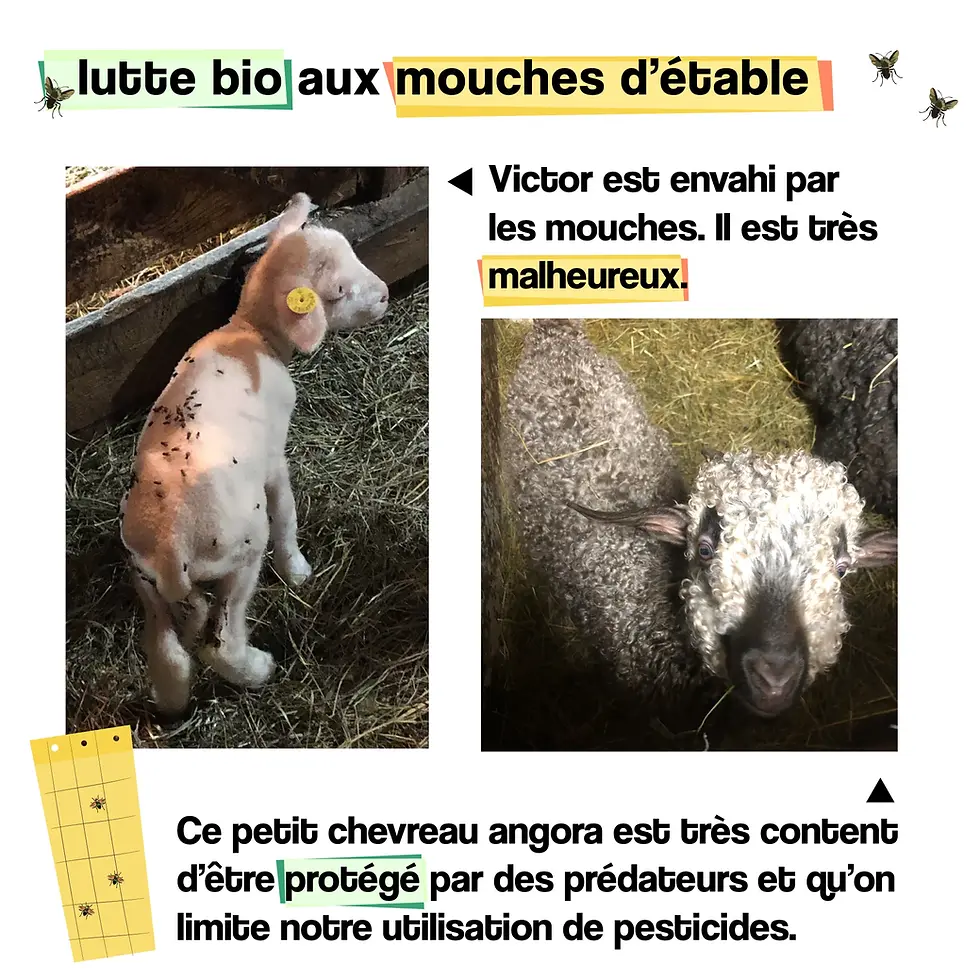 Comparaison d’un agneau fortement piqué par les mouches d’étable versus un agneau sain sans infestation, démontrant l’impact des mouches sur la santé animale.
