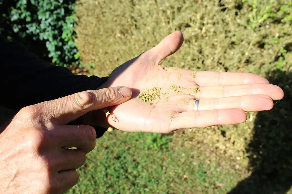 Petites crottes vertes de chenilles ressemblant à de la sciure sur les branches de buis