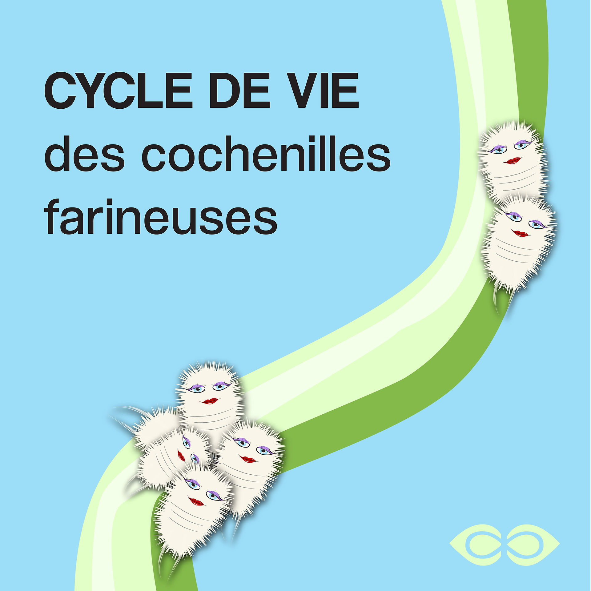 Bande dessinée illustrant le cycle de vie des cochenilles : de l'œuf à l'adulte, en passant par les stades mobiles et fixes.