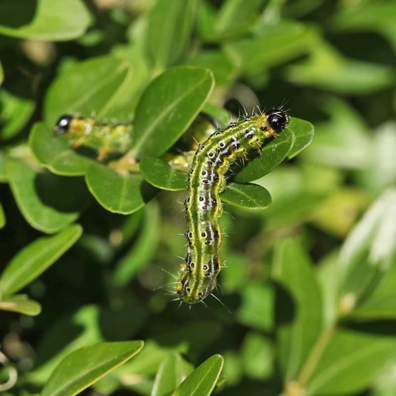 Chenille de la pyrale du buis vert lime avec une tête noire et des bandes sombres