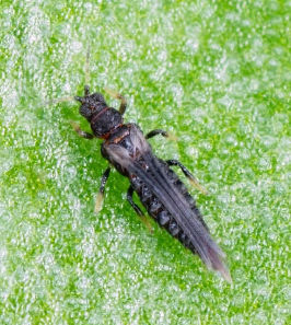 thrips de l'impatiens sur une feuille en gros plan