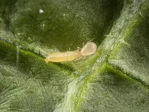 Acariens prédateurs Swirskii mangeant un thrips sur plante d’intérieur au Québec