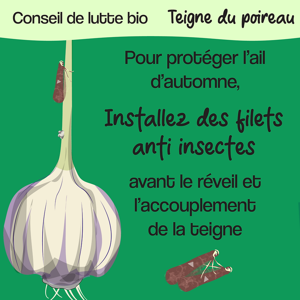 Infographie expliquant d’installer les filets anti-insectes avant le premier vol de teigne du poireau au Québec.