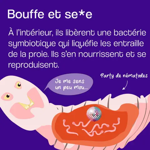 Dessin humoristique représentant la reproduction des nématodes à l’intérieur d’un insecte parasité après la libération des bactéries symbiotiques.
