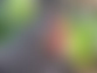 Poule Plymouth Rock au plumage lustré et à la crête bien rouge, signe de bonne santé.