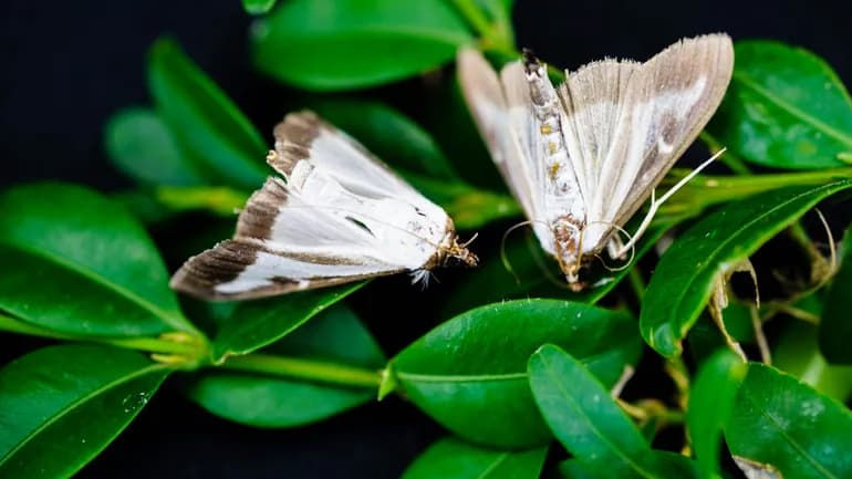 Papillon de la pyrale du buis blanc nacré avec une bordure brune sur les ailes
