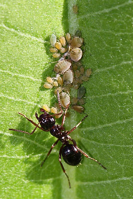 Fourmi protégant une colonie de pucerons pour récolter le miellat