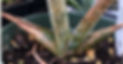 degats-thrips-aloes