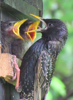 Sturnus_vulgaris_vulgaris_2