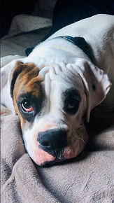 Meatball