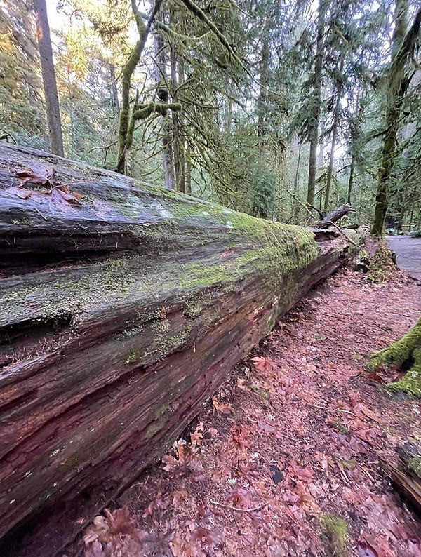 fallen photo.jpg