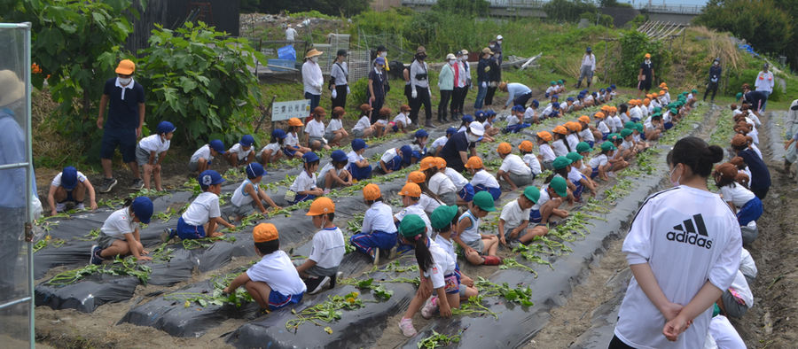 3年目のサツマイモ植付け祭!秋には「大きいお芋」になってね!願いを込めて植付けました。