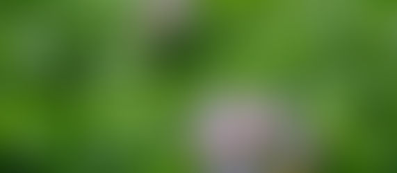 ジャガイモの花が咲きました!あと一ヶ月ほどで収穫です。収穫祭で、子供達の笑顔に出会えます。