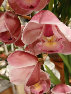 Orchidee